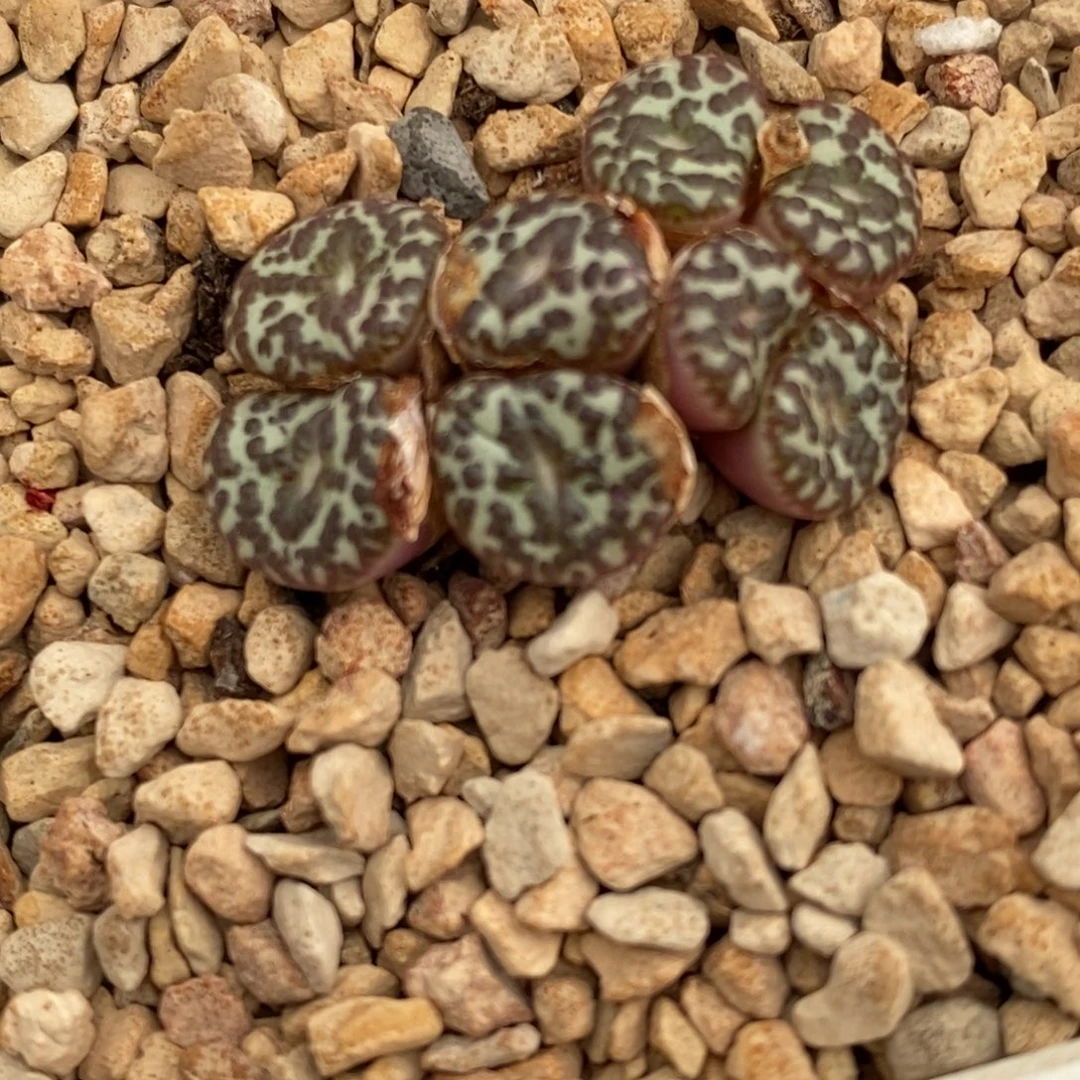 2737全窗泡点凸点安贞一群