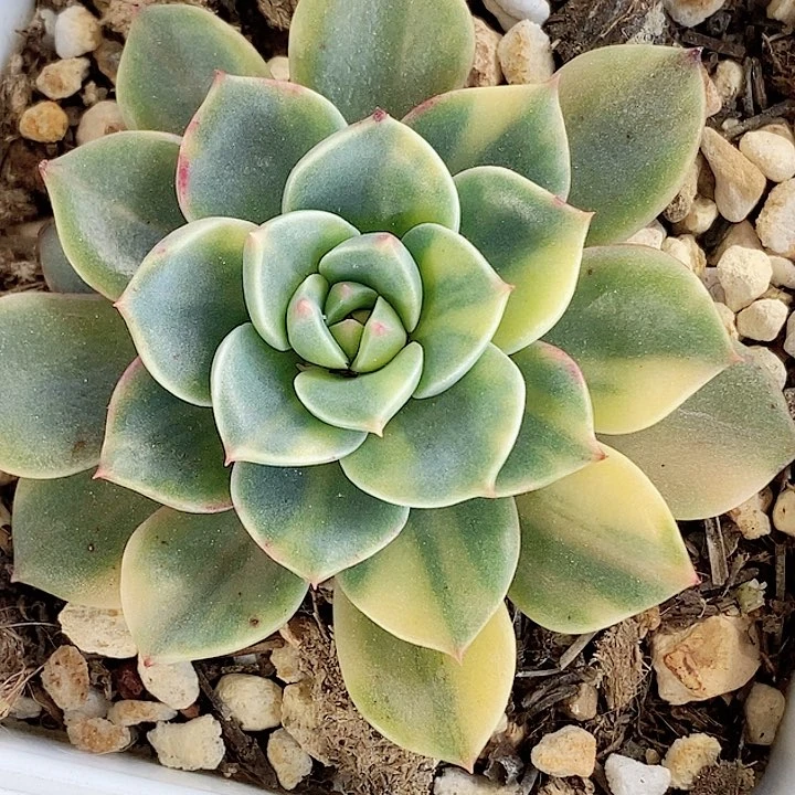 血本吧锦一物一拍