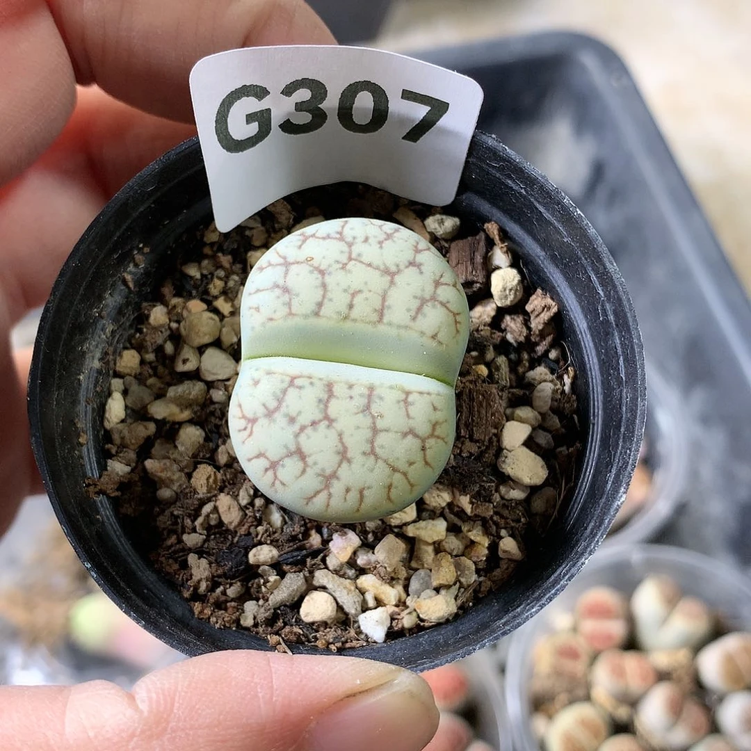G307多肉植物保护