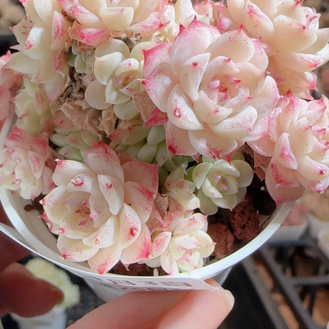 妙***佳花语多肉0103-30魔仙散