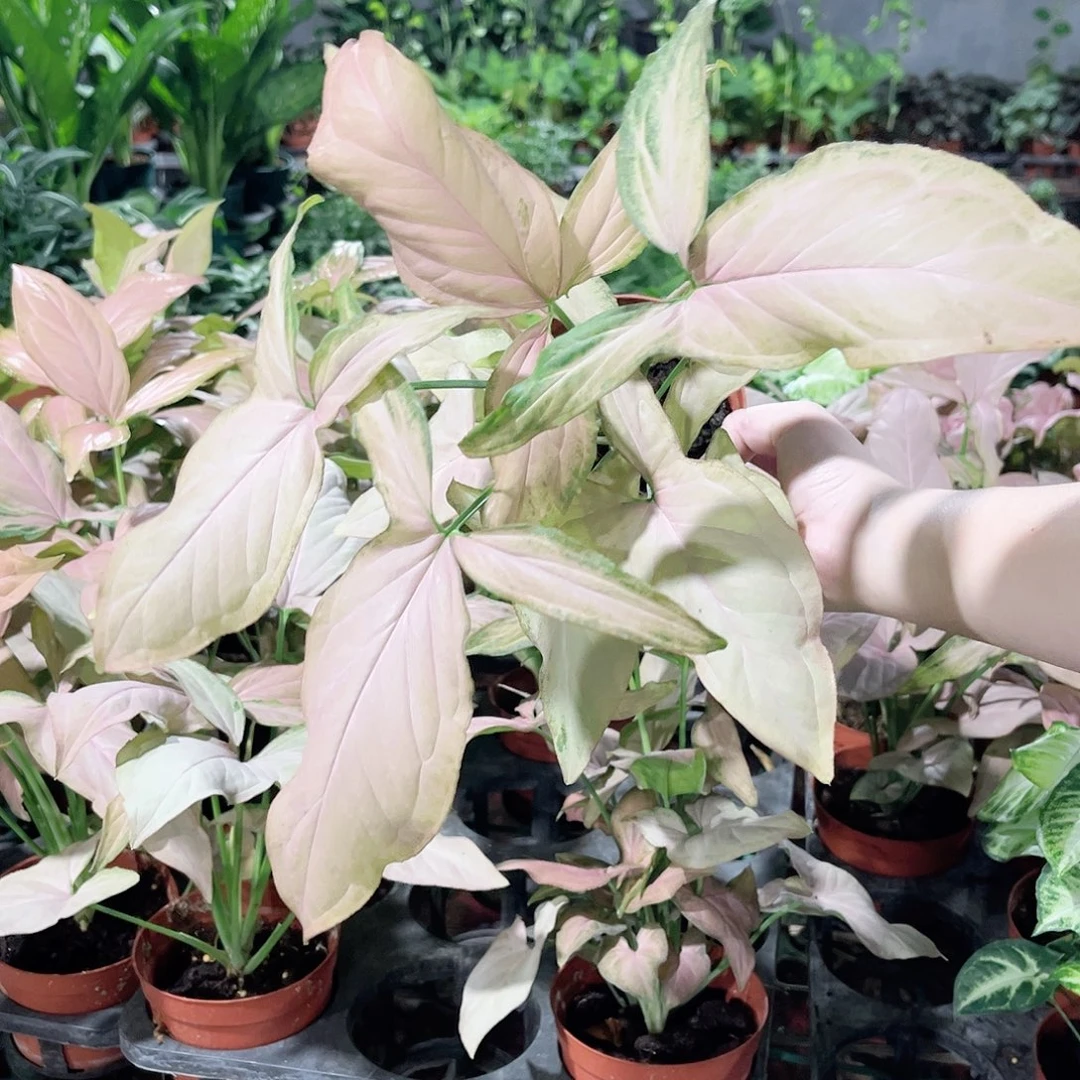 完全开放212粉箭合果芋