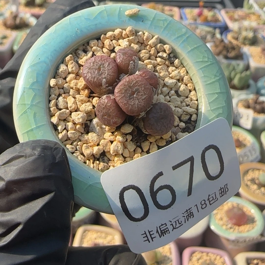 0670-一物一拍 带盆