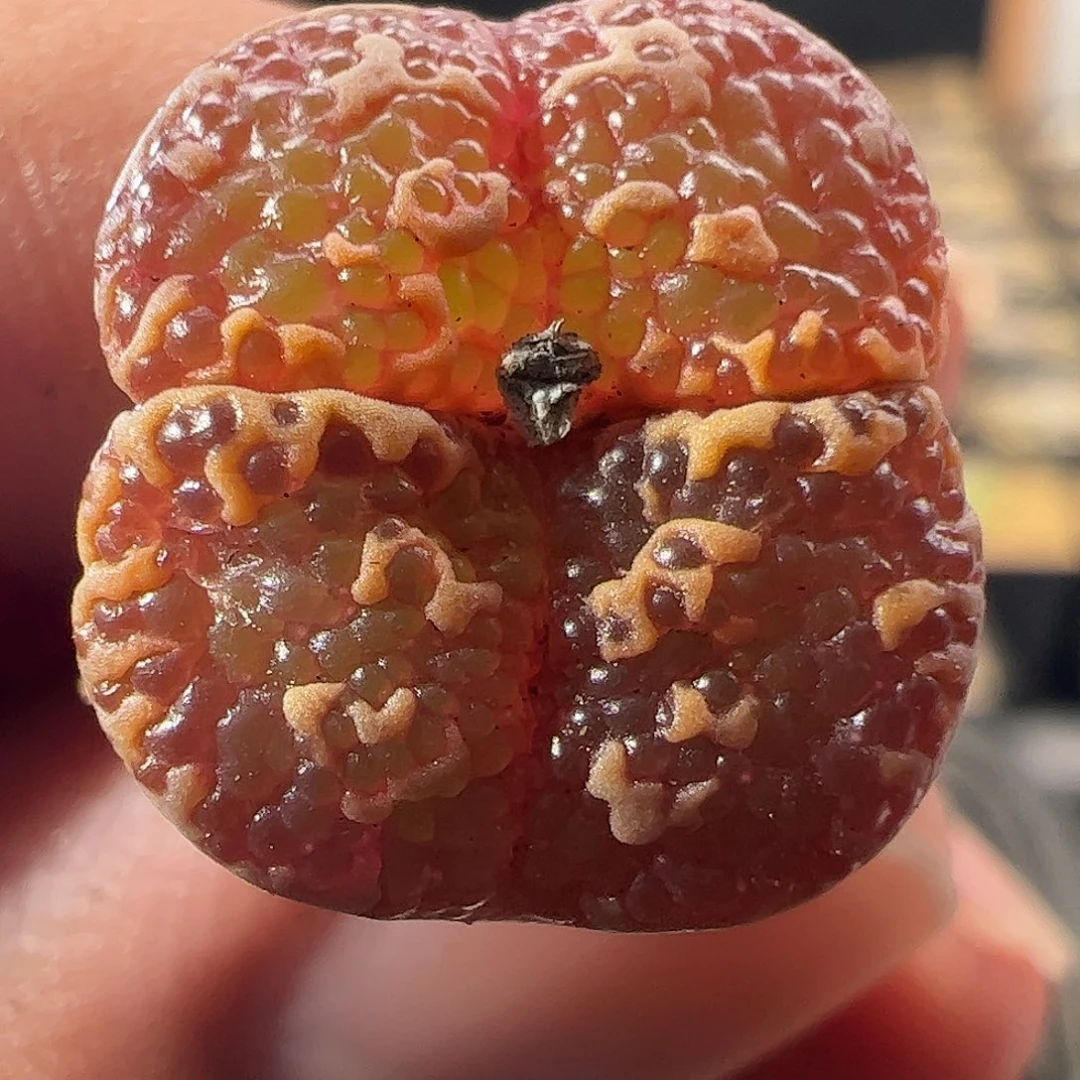 一物一拍。        258