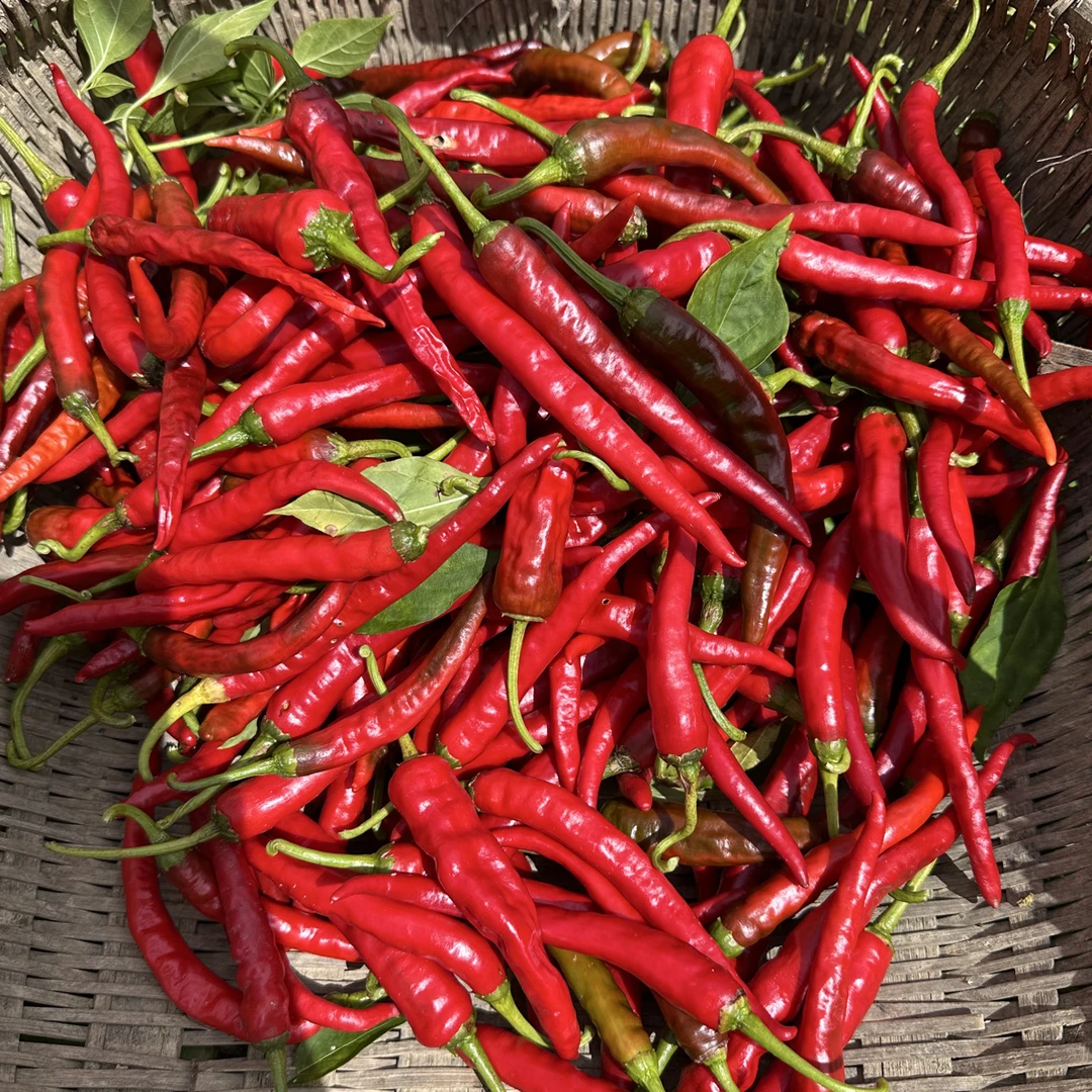 湖南农家自种新鲜红辣椒中高辣现摘现发可做剁椒泡椒辣椒酱