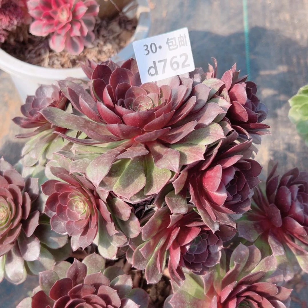 762红魔多肉法师