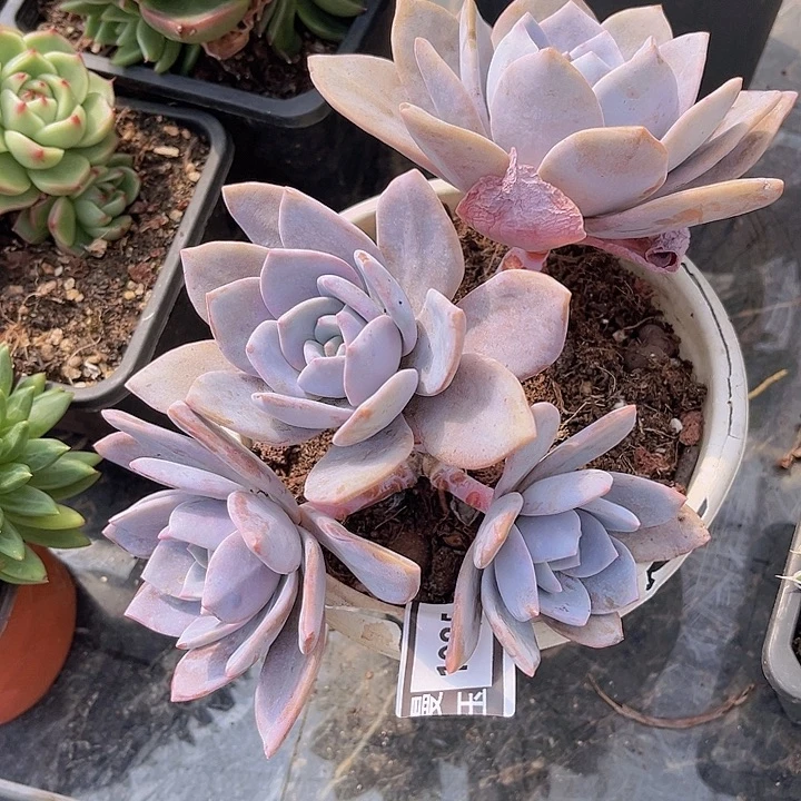 红茶1985多肉植物