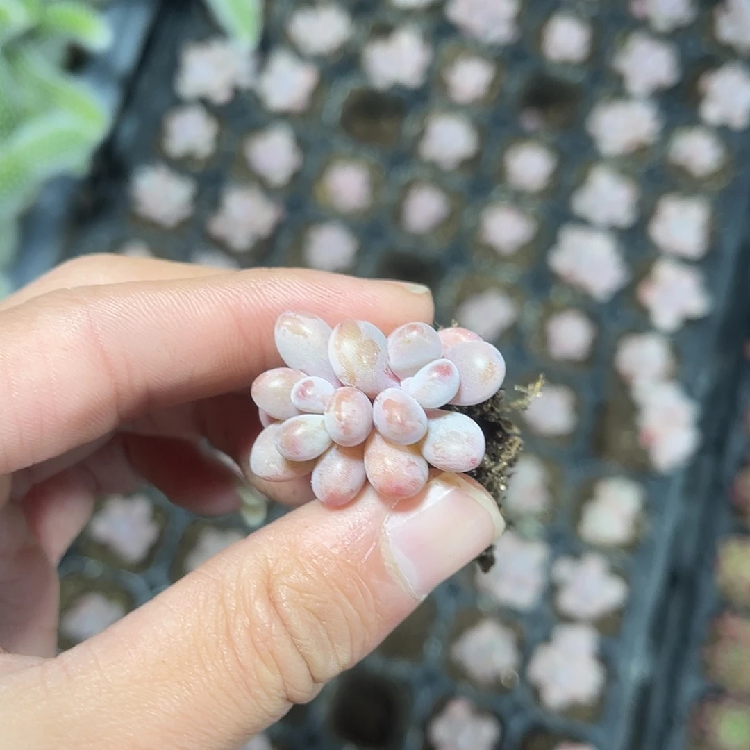 精品桃蛋多肉植物