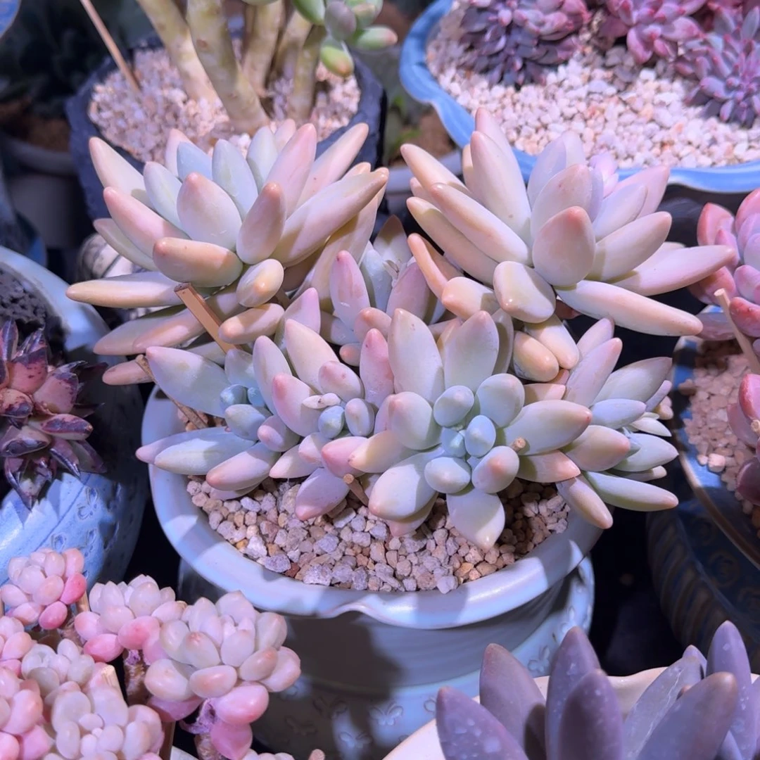 白兰地 群生 一物一拍