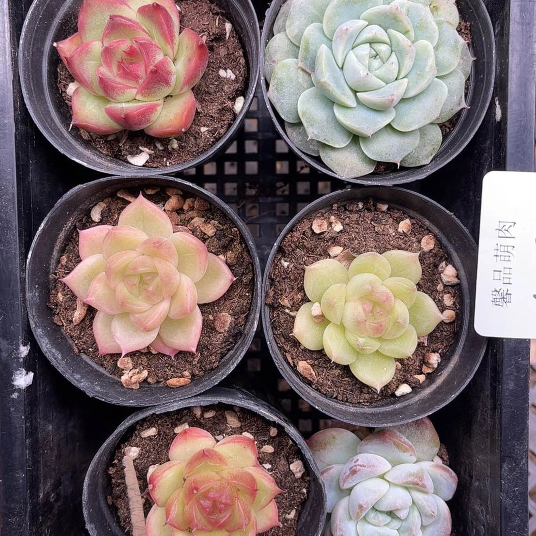 多肉一物一拍4-97