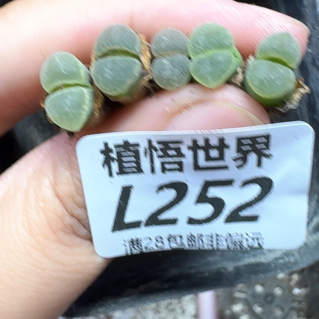 多肉植物的润泽和