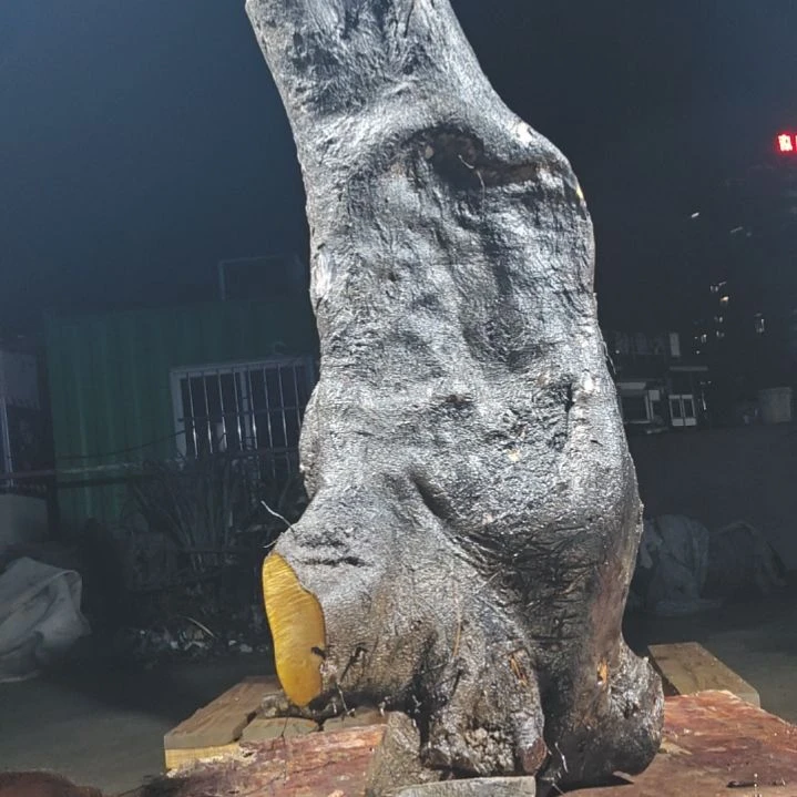 遇***！无花朵小乔金弹子当前无花果