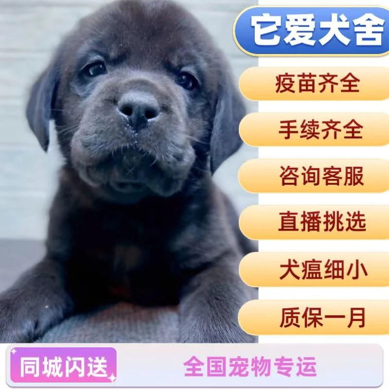 （它爱拉布拉多犬舍 ）狗狗活体