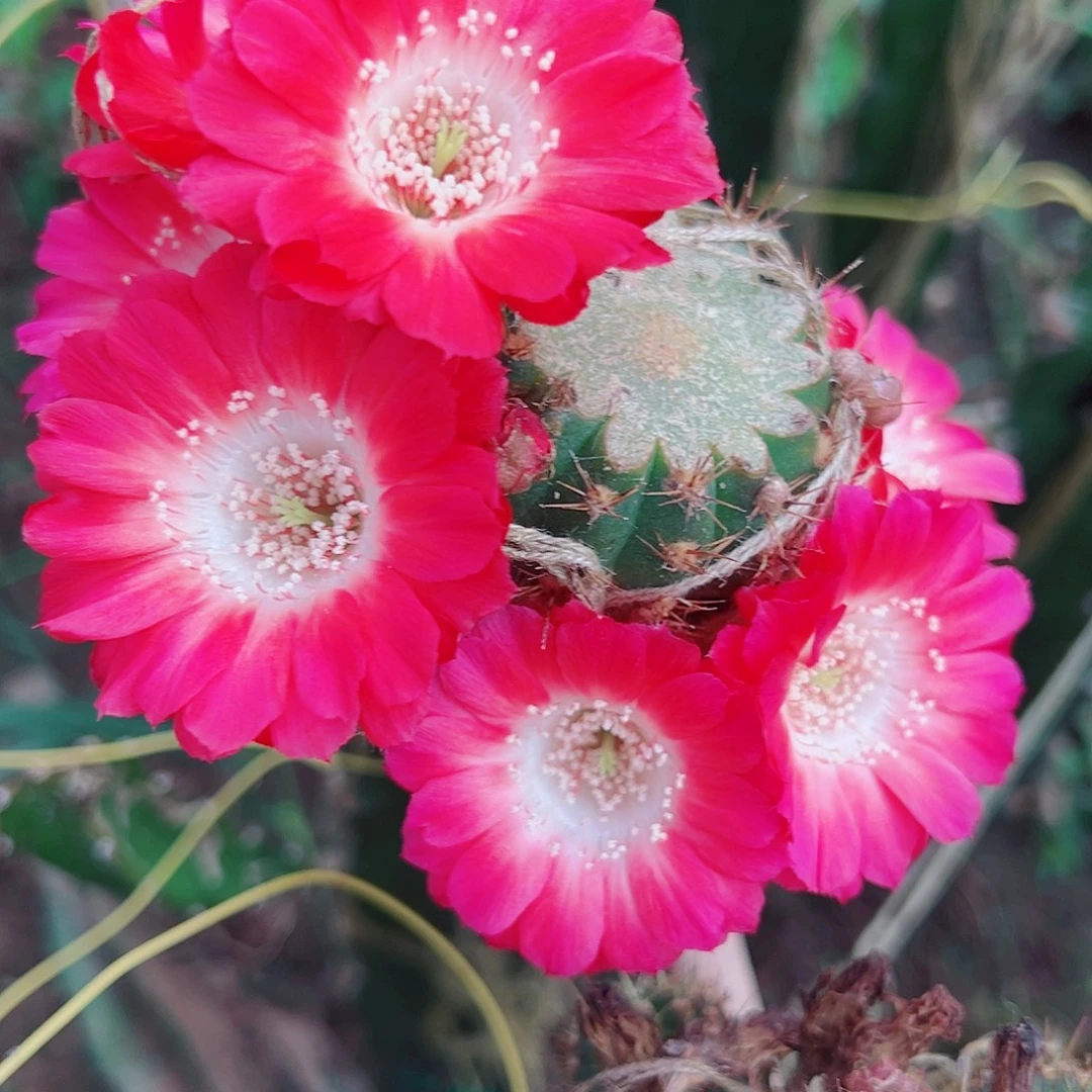 丽花 红舞裙 侧芽 满20包邮
