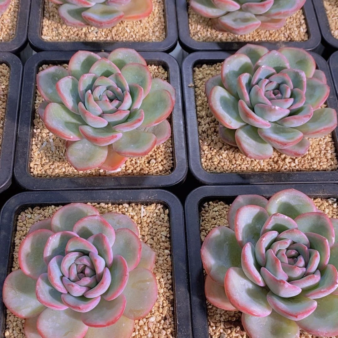 量拍14号 精品母本奶油大泡芙单头一个