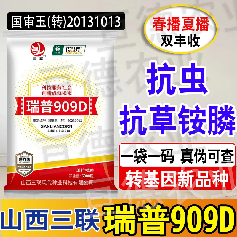 瑞普909D国审玉米种抗虫抗病抗性强更高产耐旱耐涝