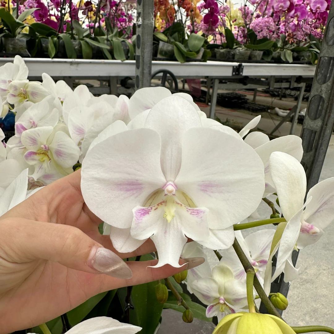 【日月之光  3.0 新品 耐看好养