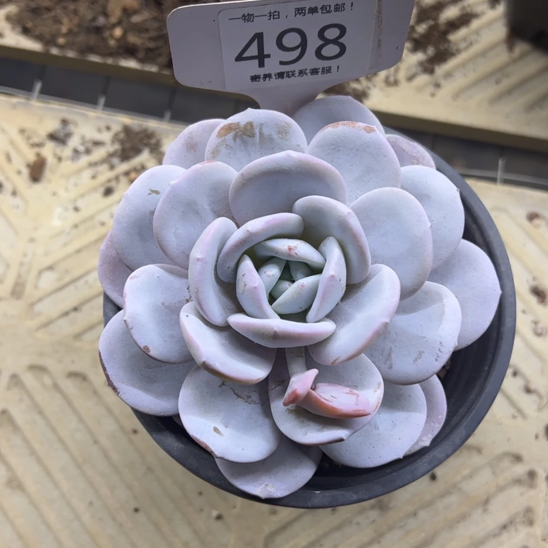 红陶佳*玲498号多肉植物