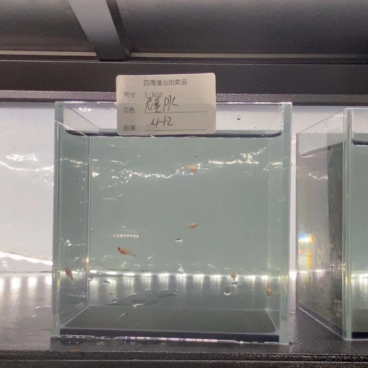 斗鱼包活不包损所见即所得490
