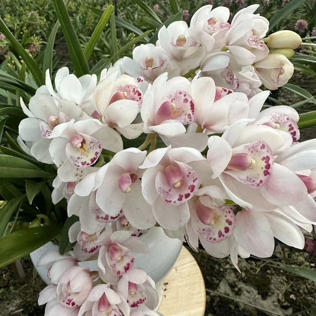 【 泡芙云 】大花蕙兰3枝花剑起发桌面款栽种好带花苞发货