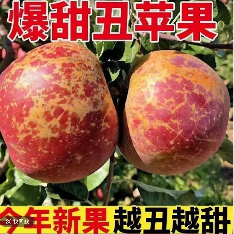 1大凉山盐源冰糖心丑苹果】新鲜现摘脆甜多汁当季水果产地直发XY