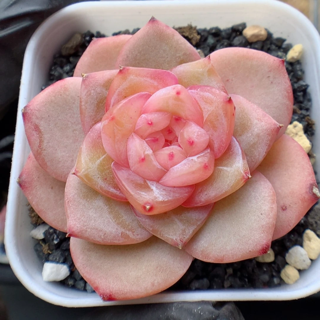 多肉植物。 糖心65