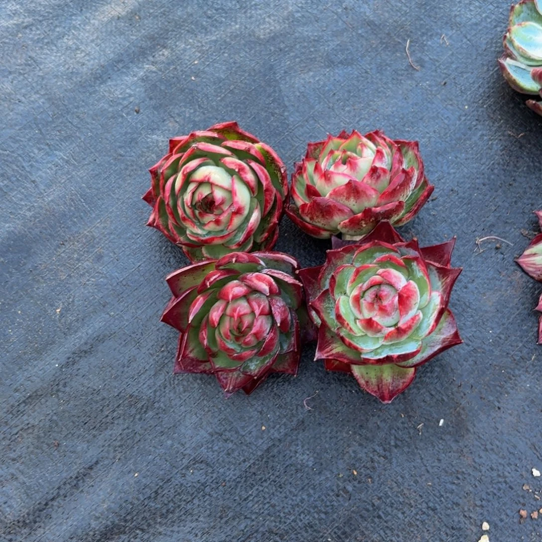 Y***。哈哈给哈宝贝v不好宝贝宝贝好宝贝你宝贝吧