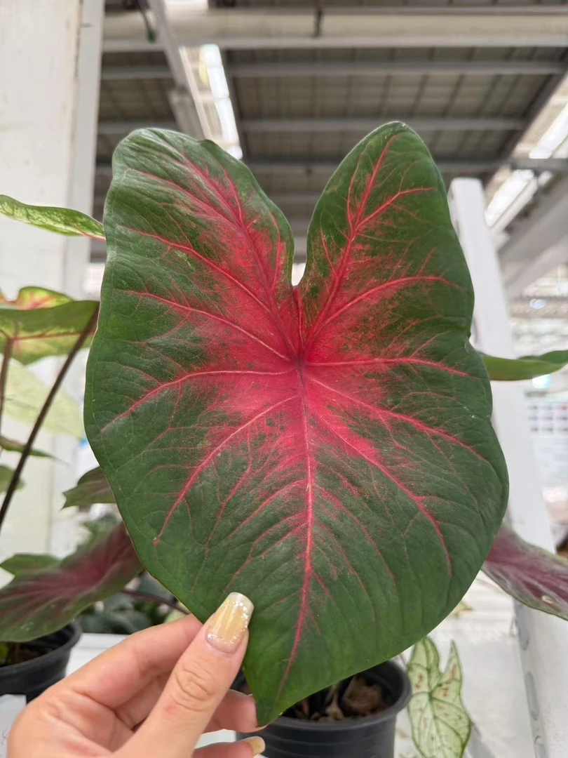 彩叶芋热带植物室内盆栽观叶