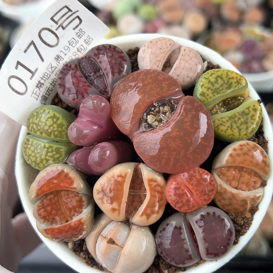 好养易活生石花大母本0170