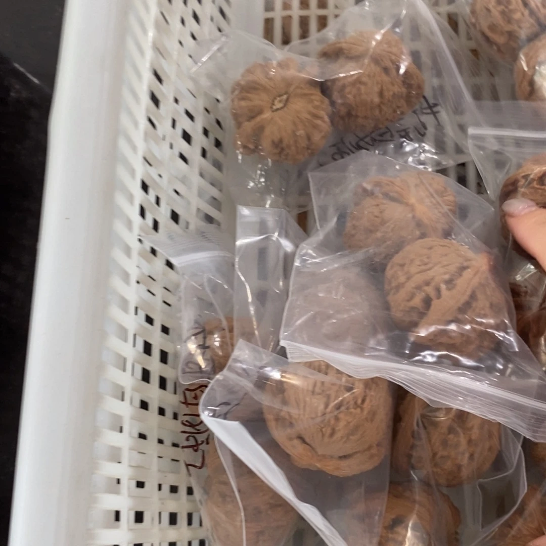 文玩核桃吊坠大闷白