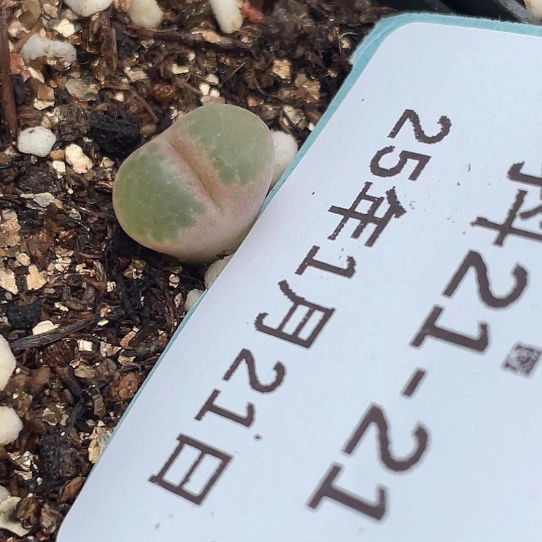 21-21肉锥多肉植物