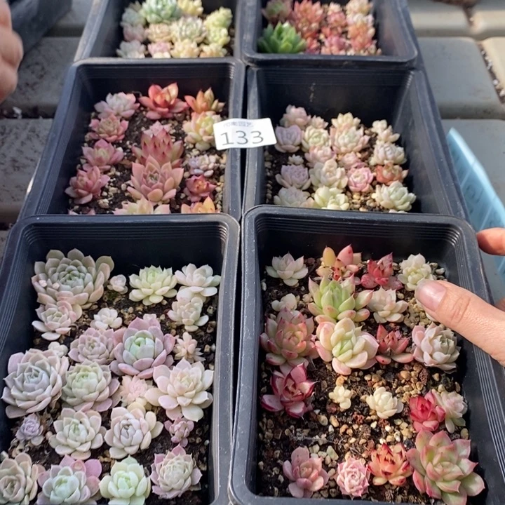 133 多肉植物盆栽植物