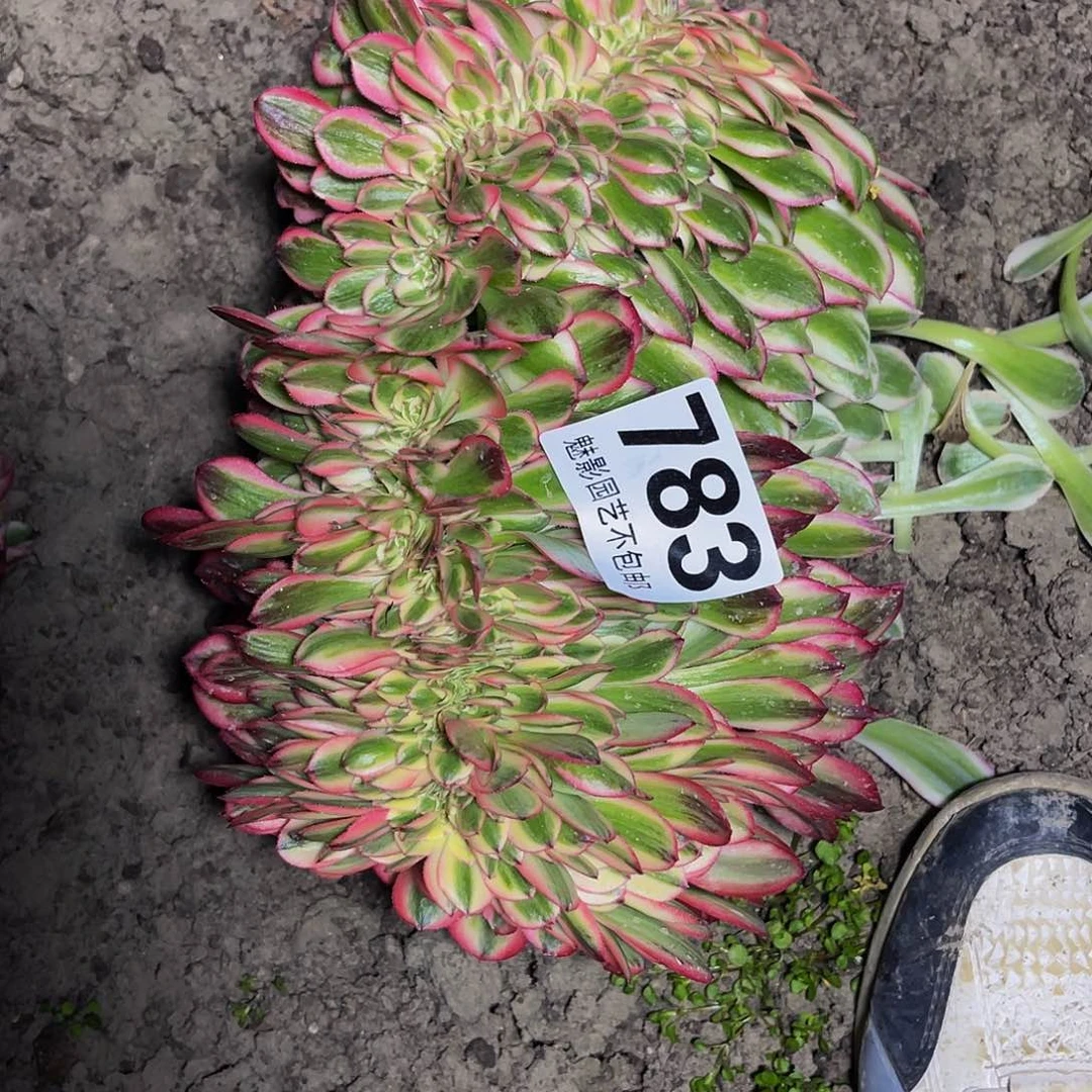 红陶法师法师16–6包邮法师