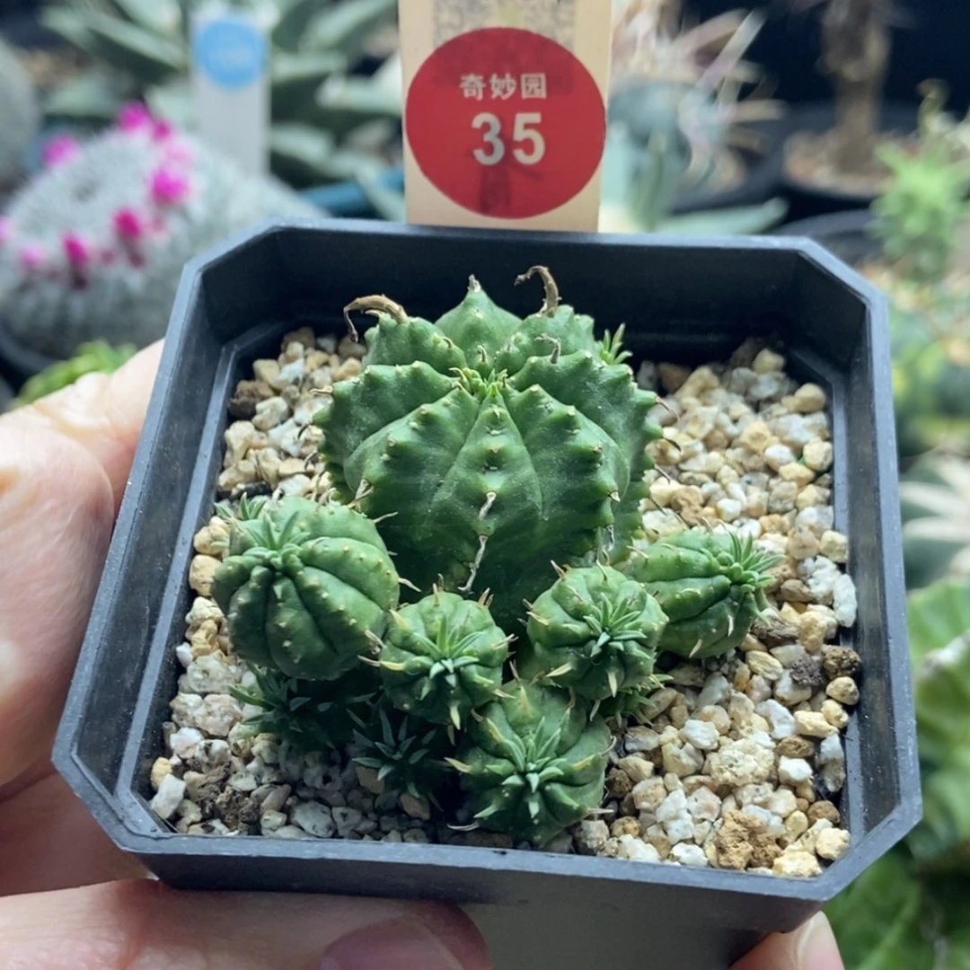 实生法利达群一颗仙人球