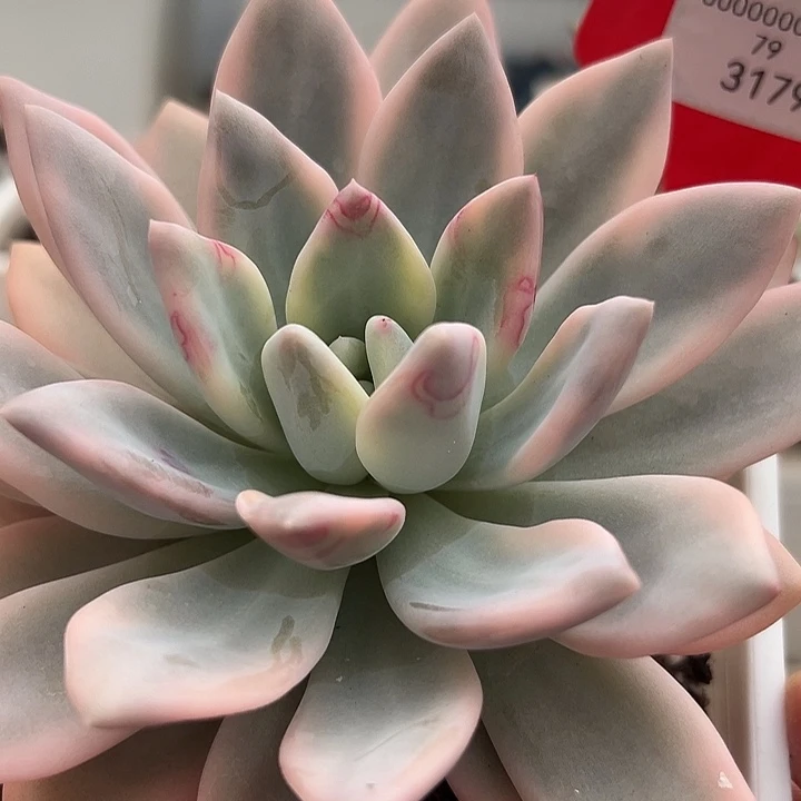 3179号彩色奥普锦多肉