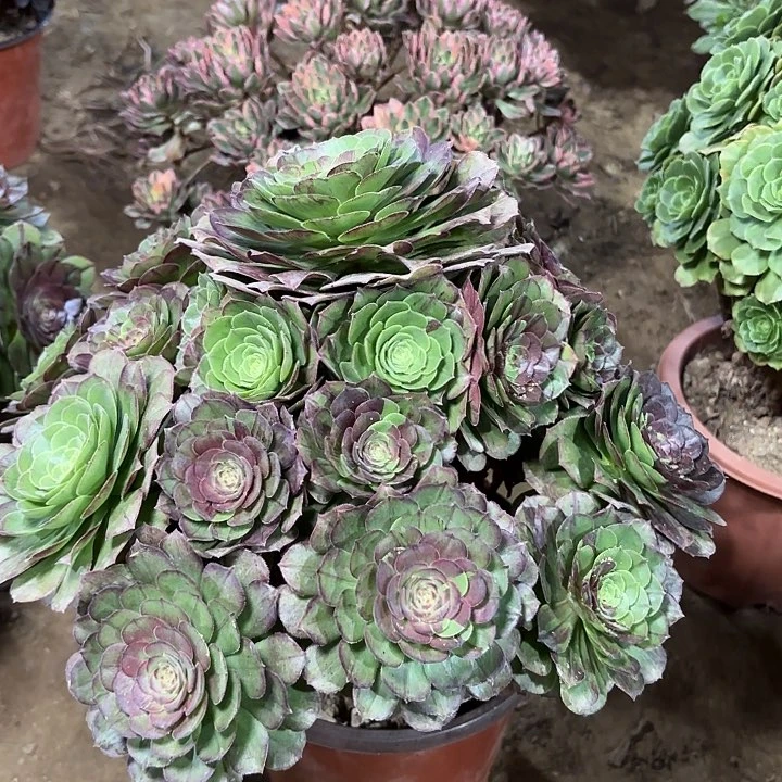 多肉植物花月夜59