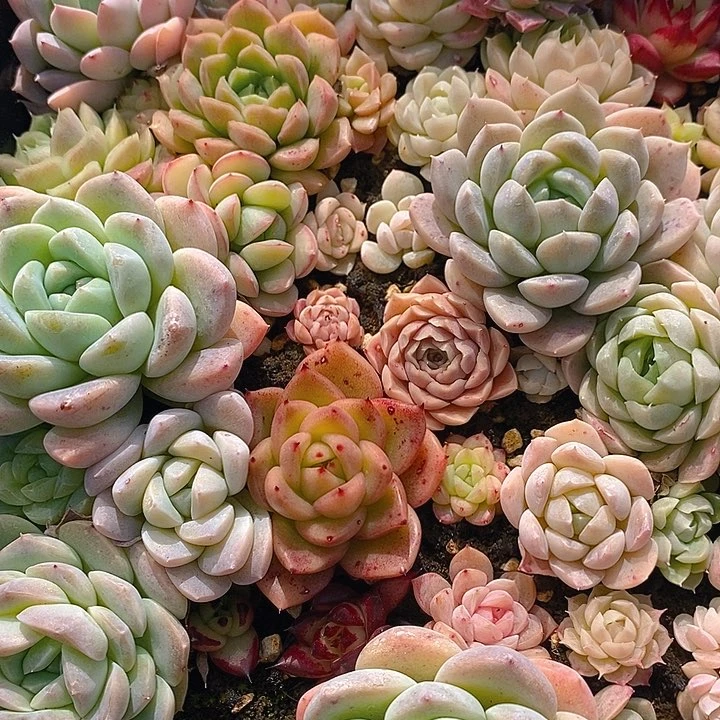 92 多肉植物盆栽花卉植物