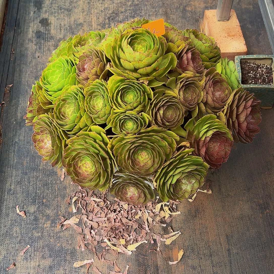 梦***见111111111111111111