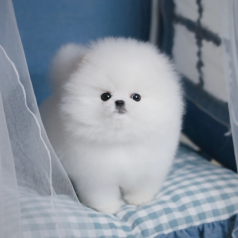 纯种博美幼犬茶杯犬宠物美系博美小狗俊介犬长不大小型犬宠物狗狗