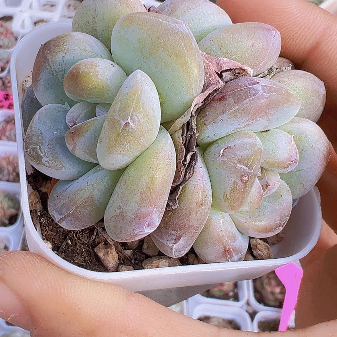 胖子墨玉群19包邮