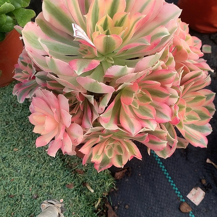 219粉女巫多肉植物