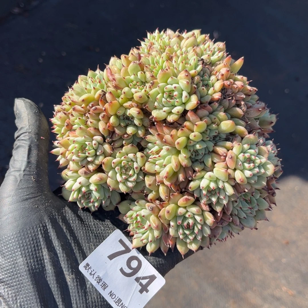 绿爪 50头  794号新疆西藏内蒙古不包邮