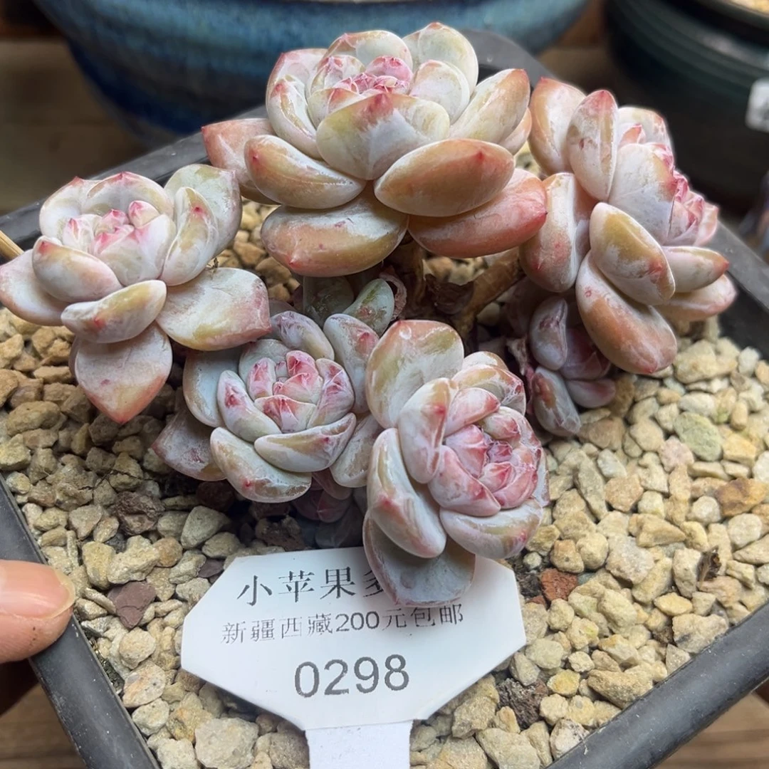 黄底紫心298/12cm6头
