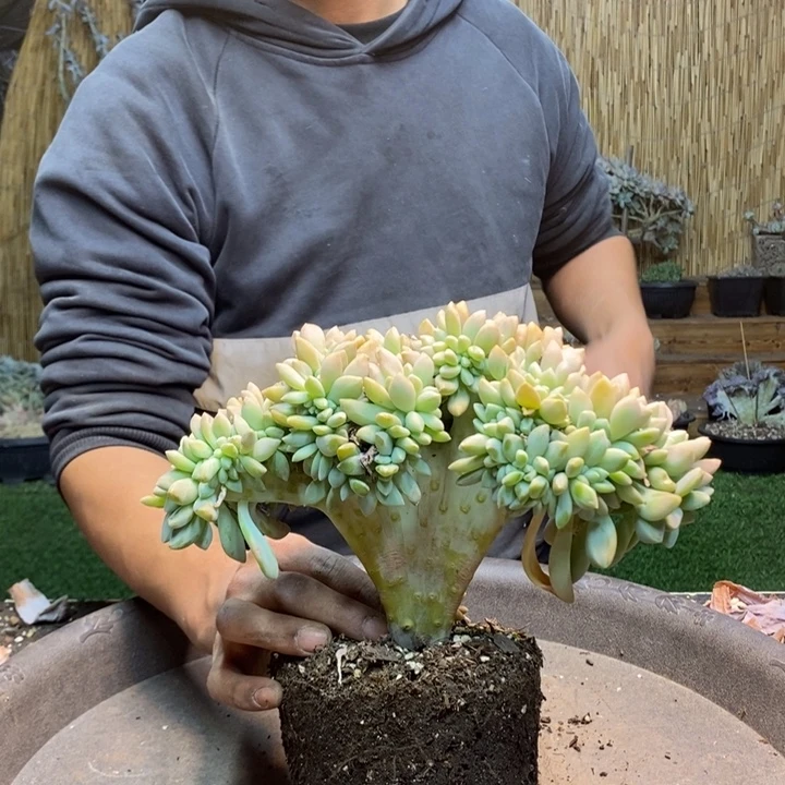 向***往812号淡雪多肉植物