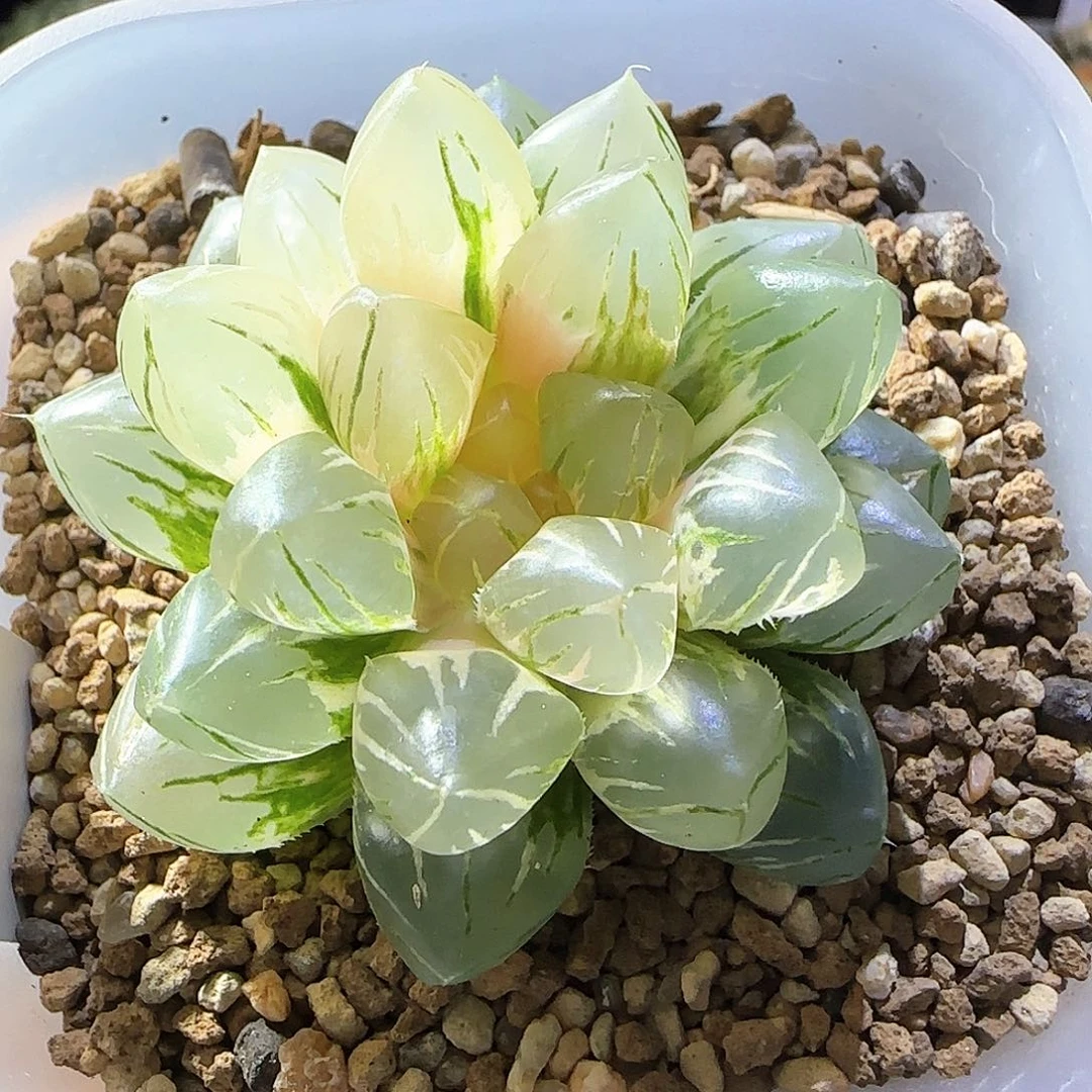 235号OM玉露锦一物一拍带盆土