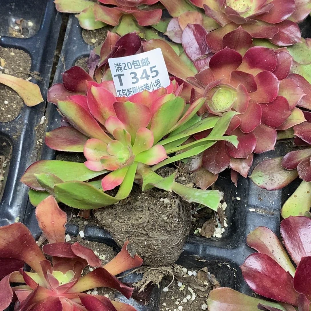 345红牡丹多肉法师锦量拍