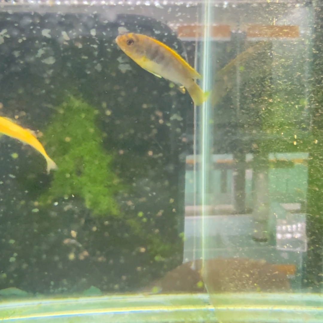 慈鲷310红鸡。