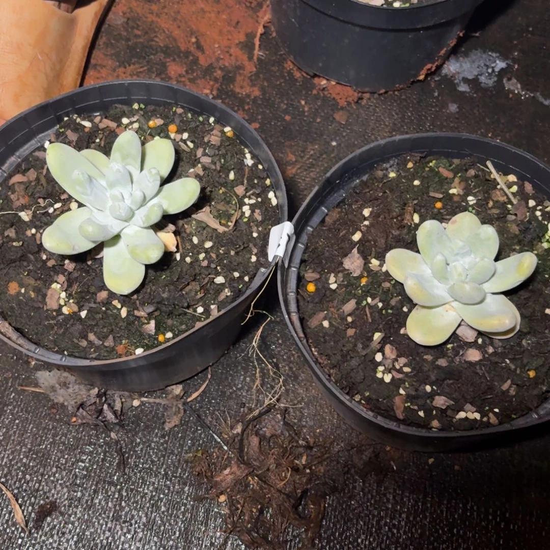 3代杂交仙女杯多肉福利