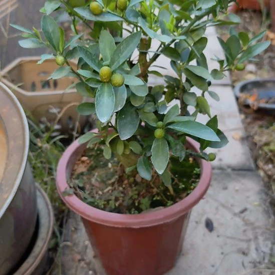 沙***沙豆豆一个包邮的带盆