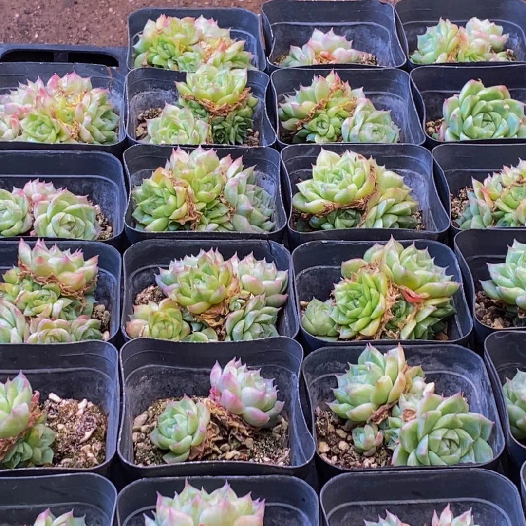 360多肉植物保护研究所所长助理研究员