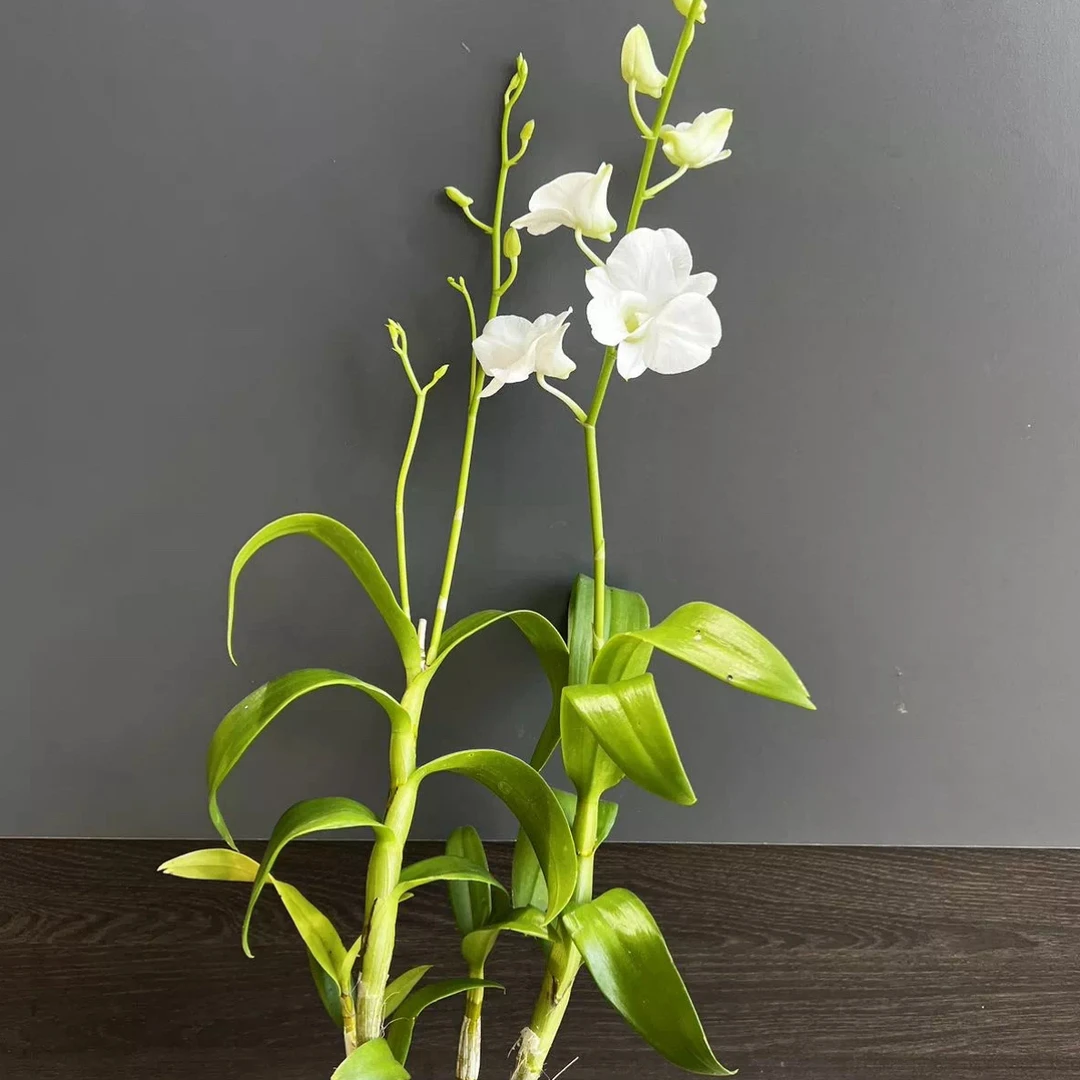 白钻石-秋石斛兰盆栽室内阳台观花植物花期长新手易养多年生